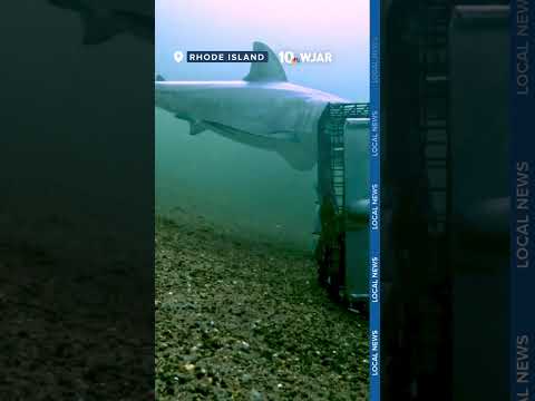 Great white shark spotted for first time near Block Island with underwater video system