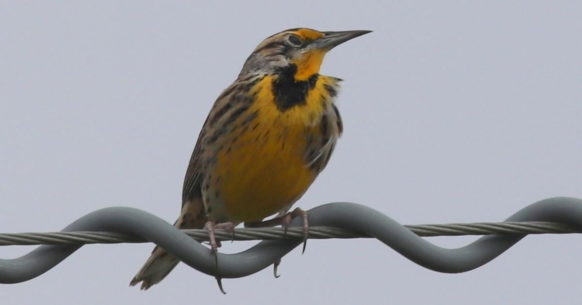Feathered Friends: Reflecting on autumn beauty and the birds