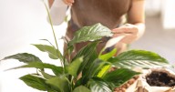 Peace lilies 'explode with flowers' when watered with common kitchen ingredient
