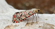 La UIB detecta en Baleares casi mil especies de mariposas