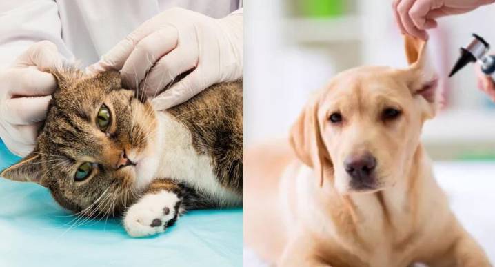 ¿Tu mascota sacude mucho la cabeza? Señales que debe conocer para detectar la otitis a tiempo
