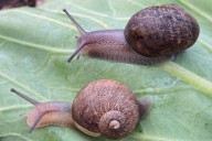 Ned the snail has looks, patience and absolutely no luck in love