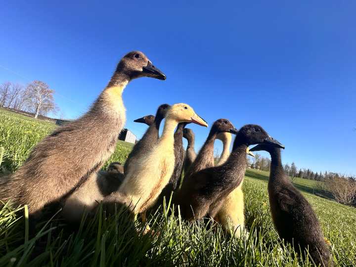 This Up North winery has adorable Indian Runner Ducks on vineyard patrol
