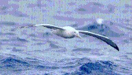 Snowy Albatross, The Largest Flying Bird By Wingspan, Is A Master Of Long