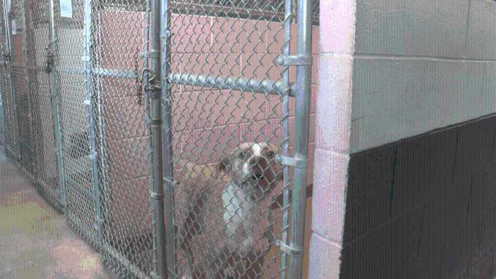 Sherwood Animal Shelter reopens after three-week closure amid disease outbreak