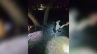 California Rescuers Find Abandoned Mother Dog Tied To A Tree Struggling Beside Her Babies