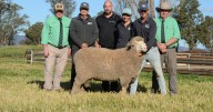 Westray Merino tops sale with stunning sire ram