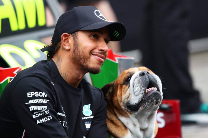 Roscoe, Lewis Hamilton's beloved bulldog and F1 social media star, dies at 12