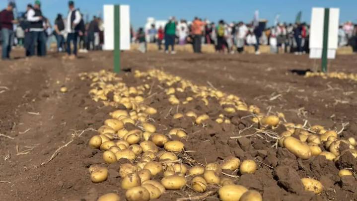 Sinaloa desfasa siembra de papa por sequía