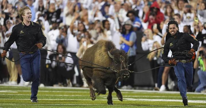 Colorado's live mascot Ralphie VII makes her debut at Folsom Field in front of cheering crowd