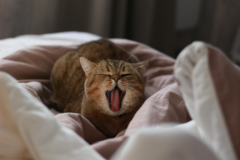 Old lady arrested for calling her cat Palestine Action
