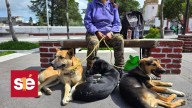 Toluca celebra la esterilización número 10 mil de perros y gatos en 2025