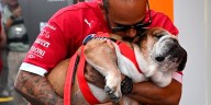 La desgarradora despedida de Lewis Hamilton a su perro Roscoe: “Tuve que tomar la decisión más difícil de mi vida”