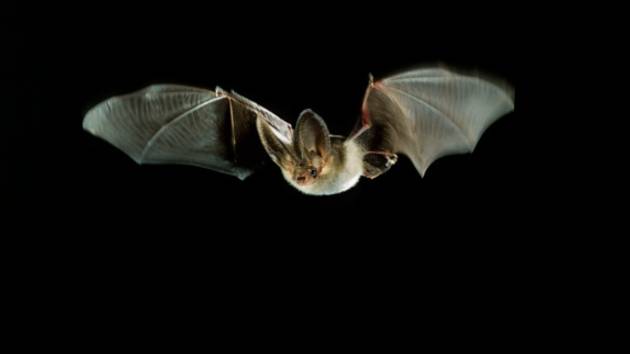 Berrien County health department warns about rabies risk from bats