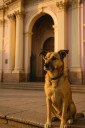 Milagro pet-friendly: Presentan PetID una app para identificar y recuperar animales perdidos