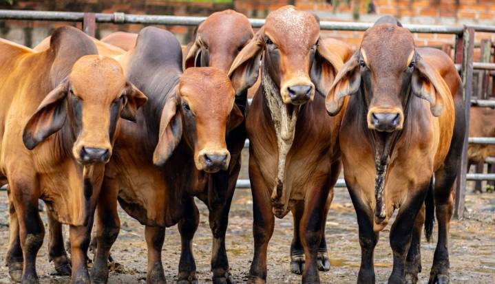¿Cómo se comportó el precio del ganado por kilo en la semana del 24 de septiembre?