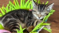Foster adoptable kittens and their mama cats with Kittenville