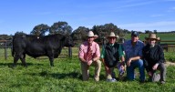 Milwillah Angus sale 2025 results and clearance
