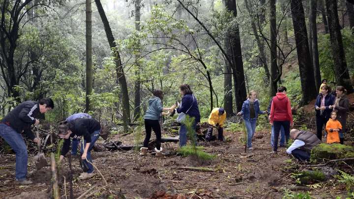 México abandona la reforestación pese a incendios cada vez más destructivos