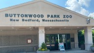 AZA accredits Buttonwood Park Zoo, naming it among the nation’s best