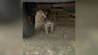 Mississippi Woman’s Nature Stroll Reveals A Crying Puppy And An Unexpected Surprise