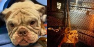 Tri-State shelter finds abandoned dog with gunshot wound