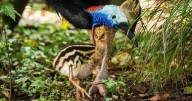Dad raising new chick of world’s ‘most challenging bird spieces’