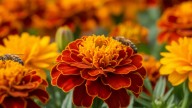 Las tres plantas que crecen rápido y que conviene sembrar en septiembre