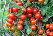 Gardening: A volunteer tomato plant was thriving. Then spider mites came.