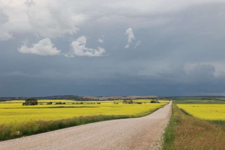 Canada's canola industry gets reinforced in new industrial strategy