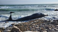 South Carolina man hit with fines, home arrest for selling whale parts