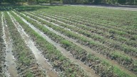 Día de la Agricultura: origen y celebración