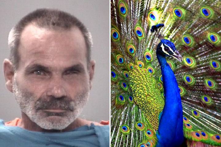 Florida man arrested for allegedly killing, cooking, and eating pet peacocks