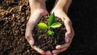 Grant funded Trees 4 SC program to expand Camden’s tree canopy