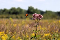 Up North farm offers free wildflower trail rich with bees, butterflies: 5 things to know