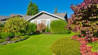 The Pretty Shrub That Thrives In Any Soil, While Adding Color To Your Front Yard