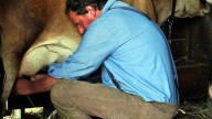 Completely Exhausted With Politics, Mennonites Return to Their Farms