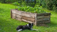Transform Wood Pallets Into A Stunning Raised Garden Bed With A Simple Upcycling DIY