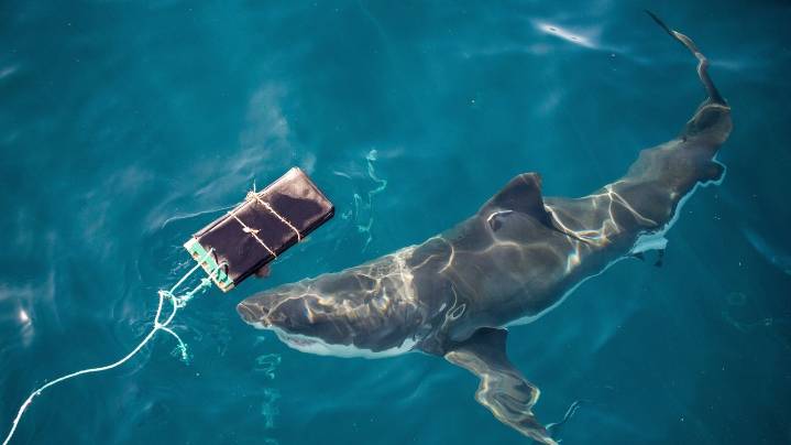 Scientists find new bite-resistant wetsuits can reduce shark bite injuries