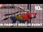 RI Parrot Rescue celebrates ten years