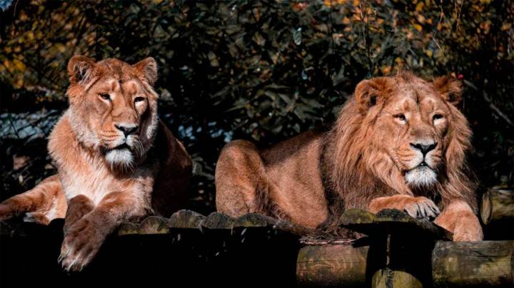 Tragedia en un zoológico de Tailandia: siete leones mataron a un cuidador