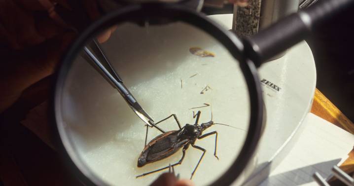'Kissing bug' disease in the U.S.: Why it's spreading