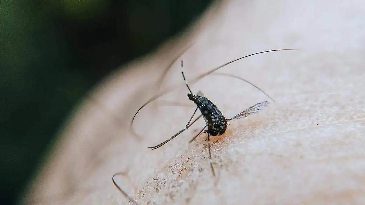 El 92% de los contagios de dengue en Aguascalientes están en la capital: Estas son las colonias bajo cerco sanitario