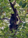 Lanza Santa Catarina campaña de protección a osos