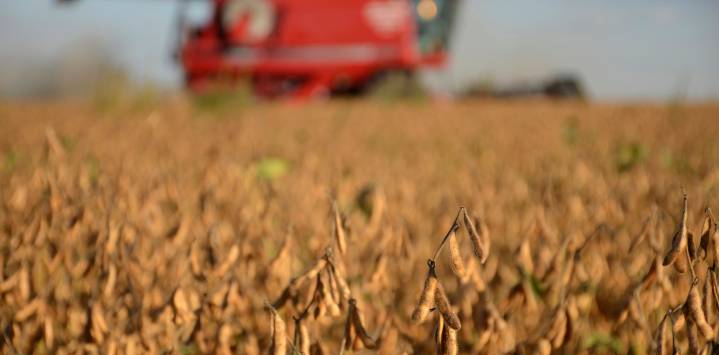 El mercado de soja en tensión: Brasil marca récords, Estados Unidos recorta rendimientos y China enfrenta un dilema histórico por la demanda