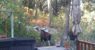 Bull moose freed from hammock tangle by Montana wildlife officials