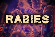 Bat found in Cedar Park tests positive for rabies, police says