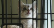 Armstrong County rescue has given second chances to 900 animals