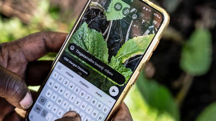 How AI is helping some small-scale farmers weather a changing climate