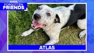 Adopt Atlas: Playful Heeler Mix Needs a Loving Home